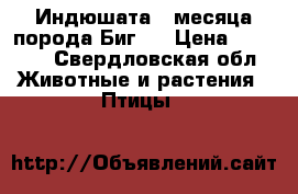 Индюшата 2 месяца порода Биг-6 › Цена ­ 1 000 - Свердловская обл. Животные и растения » Птицы   